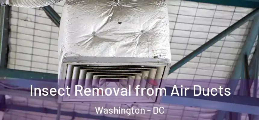 Insect Removal from Air Ducts Washington - DC